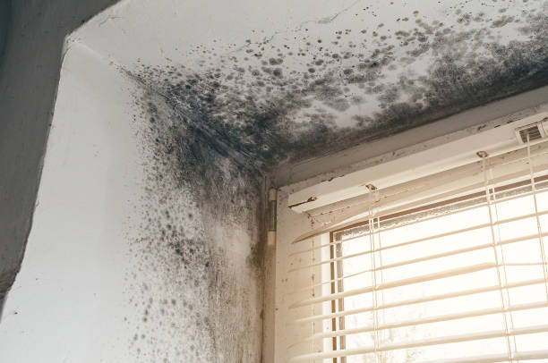 Affordable Basement Mold Remediation solutions in Garysburg, NC